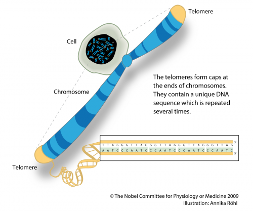 Lab Tests -Genetics